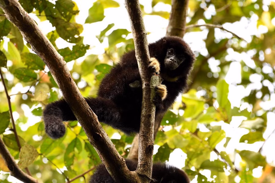 Khỉ titi cổ cáo trắng (Callicebus torquatus) dài 23 - 36cm, sống ở các khu rừng khô ráo của Brazil. Loài khỉ này có một diềm lông trắng đặc trưng dưới cổ.
