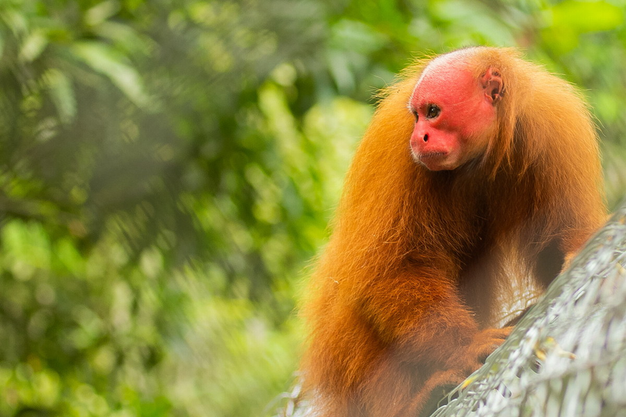 Khỉ hói mặt đỏ (Cacajao calvus) dài 36 - 57cm, cư trú ở các khu rừng ngập nước theo mùa thuộc lưu vực sông Amazon. Chúng có cái đầu trọc và mặt đỏ đặc trưng. Màu sắc mặt phản ánh tình trạng sức khỏe của mỗi cá thể.