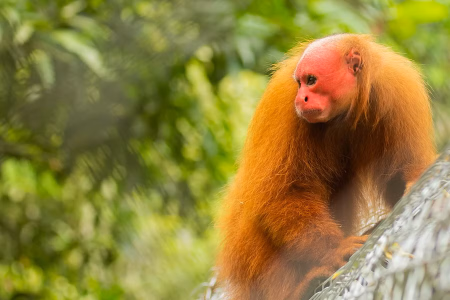 Khỉ hói mặt đỏ (Cacajao calvus) dài 36 - 57cm, cư trú ở các khu rừng ngập nước theo mùa thuộc lưu vực sông Amazon. Chúng có cái đầu trọc và mặt đỏ đặc trưng. Màu sắc mặt phản ánh tình trạng sức khỏe của mỗi cá thể.