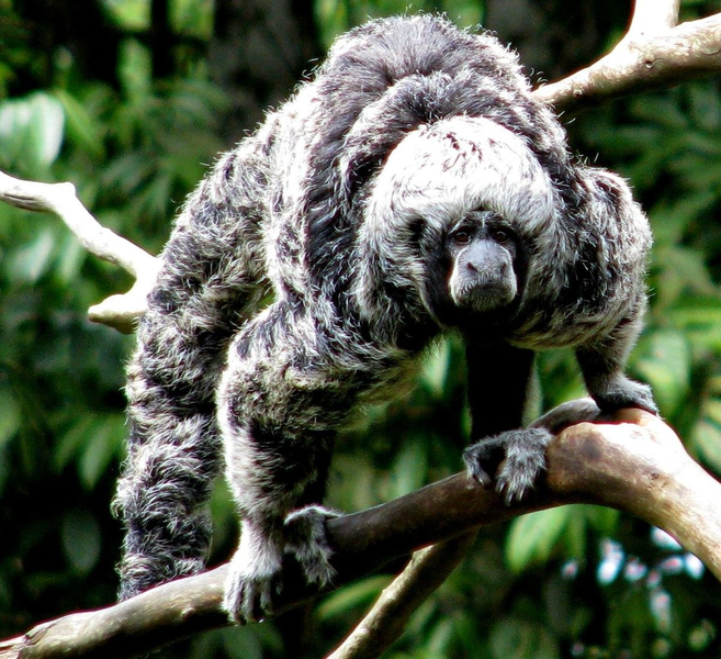 Khỉ saki sông Tapajós (Pithecia irrorata) dài 38 - 42 cm, sống ở Tây Brazil, Bắc Bolivia và Đông Peru. Loài khỉ này có bộ lông hoa râm đặc trưng. Chúng chủ yếu ăn các loại hạt.