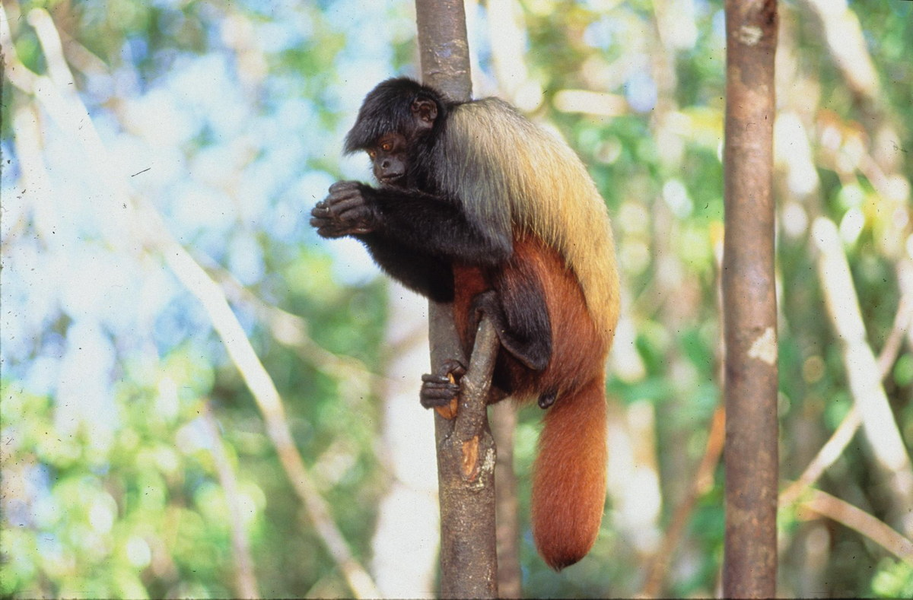 Khỉ uakari đầu đen (Cacajao melanocephalus) dài 30 - 50cm, sống ở khu vực thượng lưu sông Amazon. Loài khỉ này có tính xã hội cao, sống trong các nhóm có số lượng lên tới 30 cá thể.