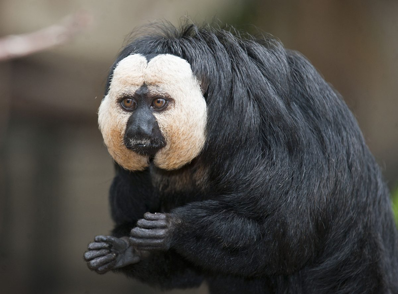 Khỉ saki mặt trắng (Pithecia pithecia) dài 30 - 70cm, sống chủ yếu ở Guiana.