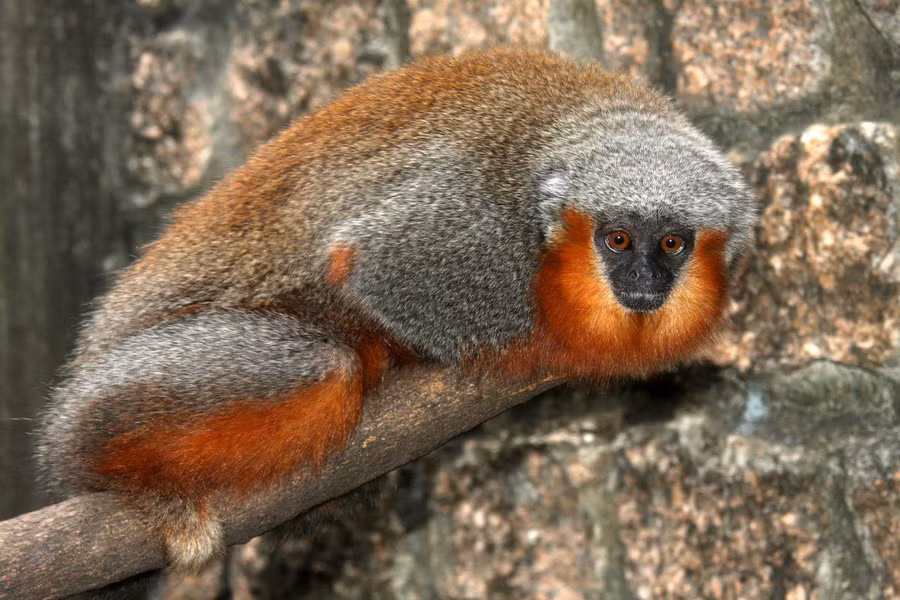 Khỉ titi bụng đỏ (Callicebus moloch) dài 27 - 43cm, sống ở các khu rừng miền trung Brazil. Đây là một trong những loài khỉ có màu sắc sặc sỡ nhất châu Mỹ. Chúng có tập tính bảo vệ lãnh thổ gia đình rất cao.