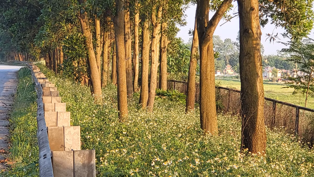 Ly do 100.000 cay xanh tren cao toc Cau Gie - Ninh Binh bi chat-Hinh-4