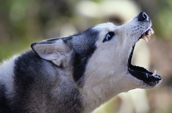 Chau gai bi cho cung tan cong, ba lam dieu ai cung choang