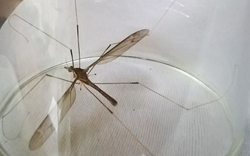 Đây chính là loài muỗi rừng có tên khoa học là Tipulidae.