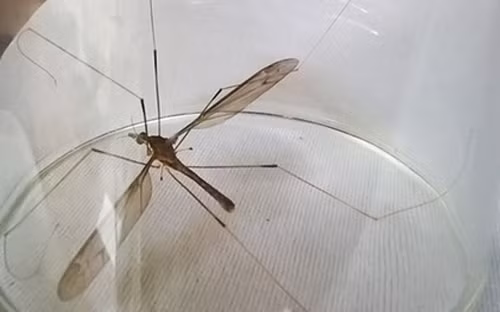 Đây chính là loài muỗi rừng có tên khoa học là Tipulidae.