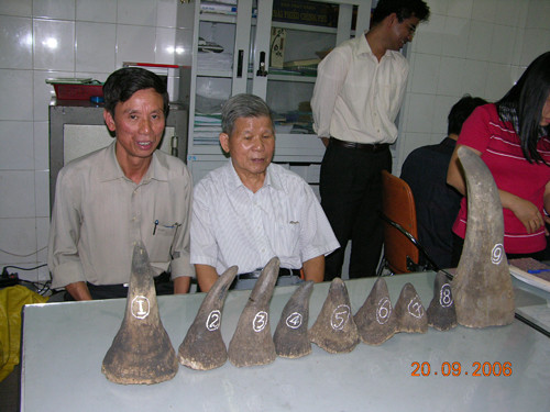 Các mẫu vật sừng tê giác được đưa về Bảo tàng Thiên nhiên sau các vụ án.