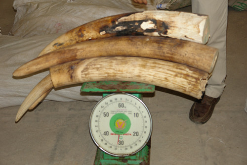 Ngoài sừng tê giác, khối lượng ngà voi cũng được bảo tàng thu về rất nhiều.