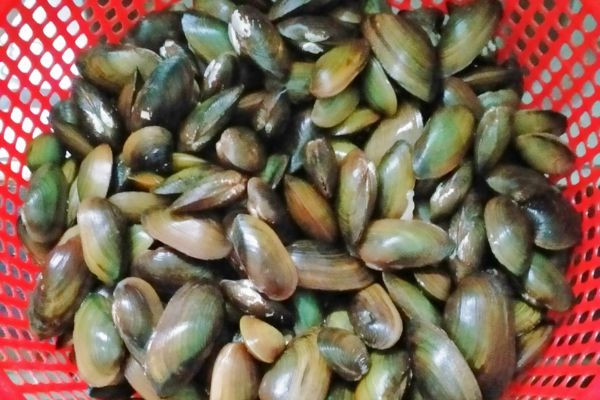 Loai thit dan da giau chat dinh duong, tri mo hoi trom o tre