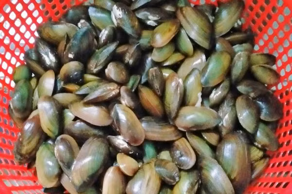 Loai thit dan da giau chat dinh duong, tri mo hoi trom o tre