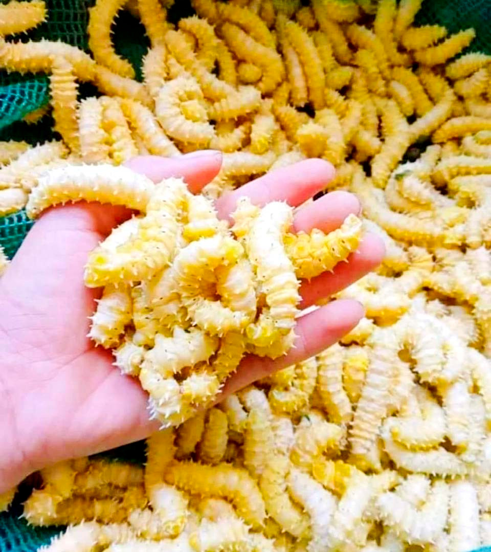 Mon dac san nhieu gai nhung thom ngon, bo duong-Hinh-3