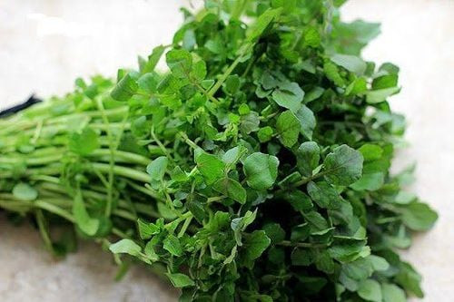 Cải xoong, vốn ưa môi trường nước, thường được trồng ở những vùng đầm lầy, ao hồ. Chính điều kiện sống này khiến chúng dễ bị nhiễm các loại ký sinh trùng có trong nguồn nước ô nhiễm, đặc biệt là sán lá gan lớn. Nếu không được chế biến kỹ, những ký sinh trùng này có thể xâm nhập vào cơ thể người khi ăn, gây ra nhiều bệnh nguy hiểm.