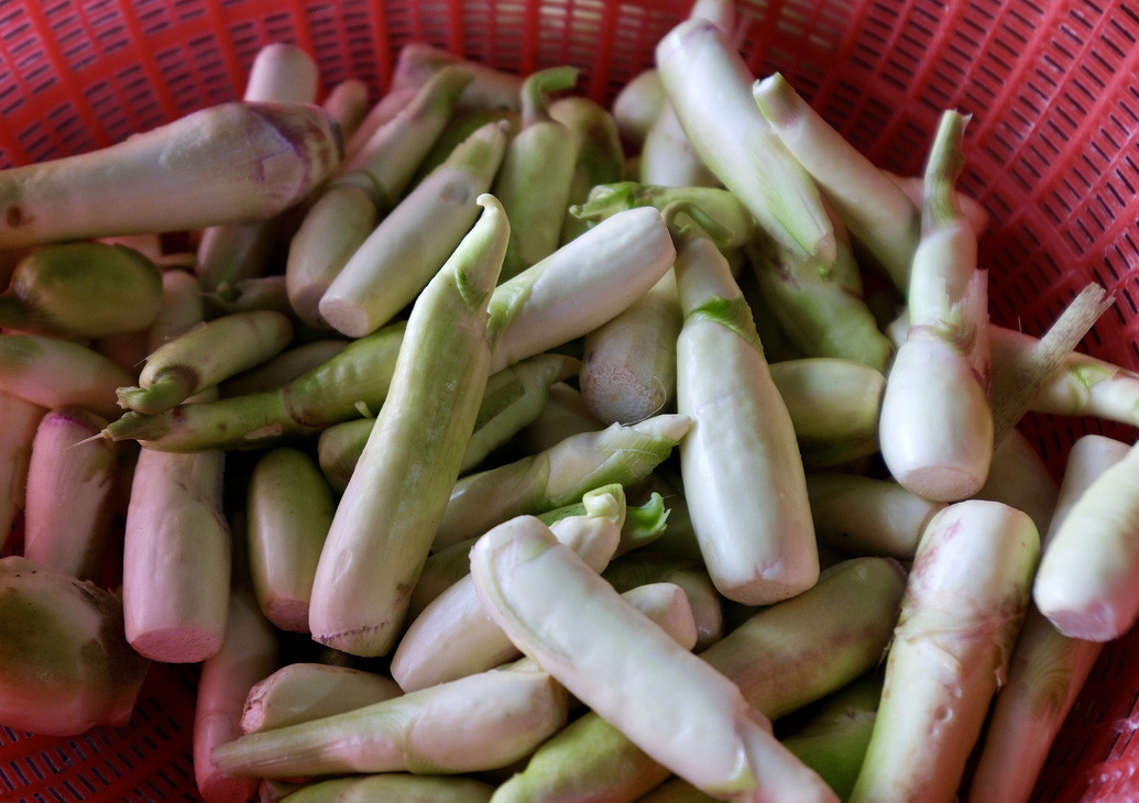 ‏Củ niễng có lịch sử trồng trọt lâu đời ở nước ta và là một trong những loại rau thủy sinh phổ biến, thường sinh sống ở vùng bùn lầy, ngập nước, ven ao hồ tại Đồng bằng Bắc Bộ thuộc các tỉnh Nam Định, Thái Bình, Hưng Yên…‏ Do bị nhiễm nấm than khiến cây không ra hoa mà thân phình ra, được sử dụng làm rau ăn ở Trung Quốc từ thế kỷ thứ 10. Tại Việt Nam củ niễng nhiễm nấm này được gọi là cây cái, là một đặc sản chứa rất nhiều chất dinh dưỡng, đồng thời còn được dùng như một vị thuốc đông y.