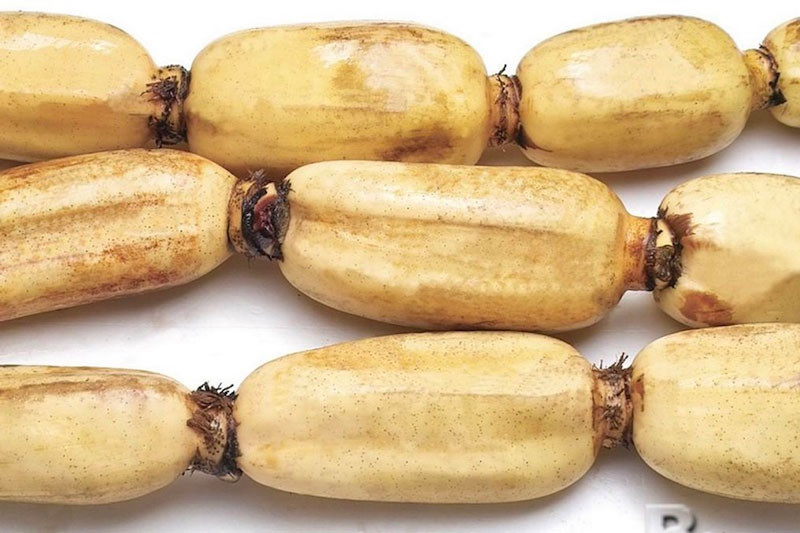 ‏Mùa thu đông là mùa củ sen, loại thực phẩm có giá trị dinh dưỡng cao, có tác dụng dưỡng ẩm, giảm khô, kiện tỳ và dạ dày, tăng cường thể lực. Củ sen tươi cũng có thể ăn sống, vị ngọt, mọng nước, giòn và thơm ngon như trái cây nên nhiều người rất thích sử dụng.