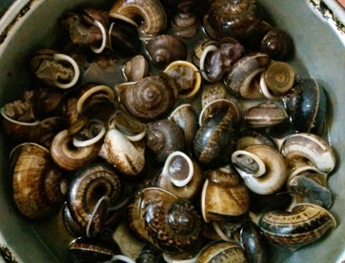 Mùa ốc thuốc thường phổ biến vào mùa mưa tháng 8. Lúc này ốc bò ra khỏi hang tắm mưa và cũng là lúc ốc béo nhất. Ốc thuốc có thể chế biến thành nhiều món ăn khác nhau từ ốc hấp lá gừng, ốc xào me, ốc xào ớt, mộm ốc...