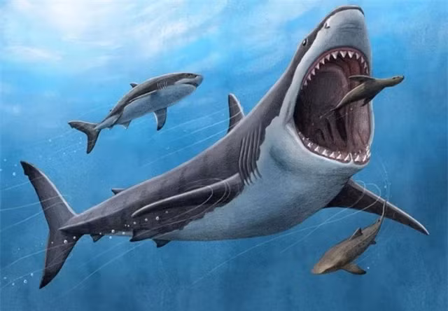 Bí ẩn về quái thú cổ đại Megalodon thống trị đại dương ảnh 2