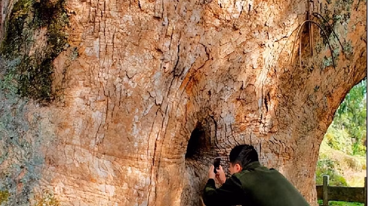 Chuyen gia giai ma bi an 