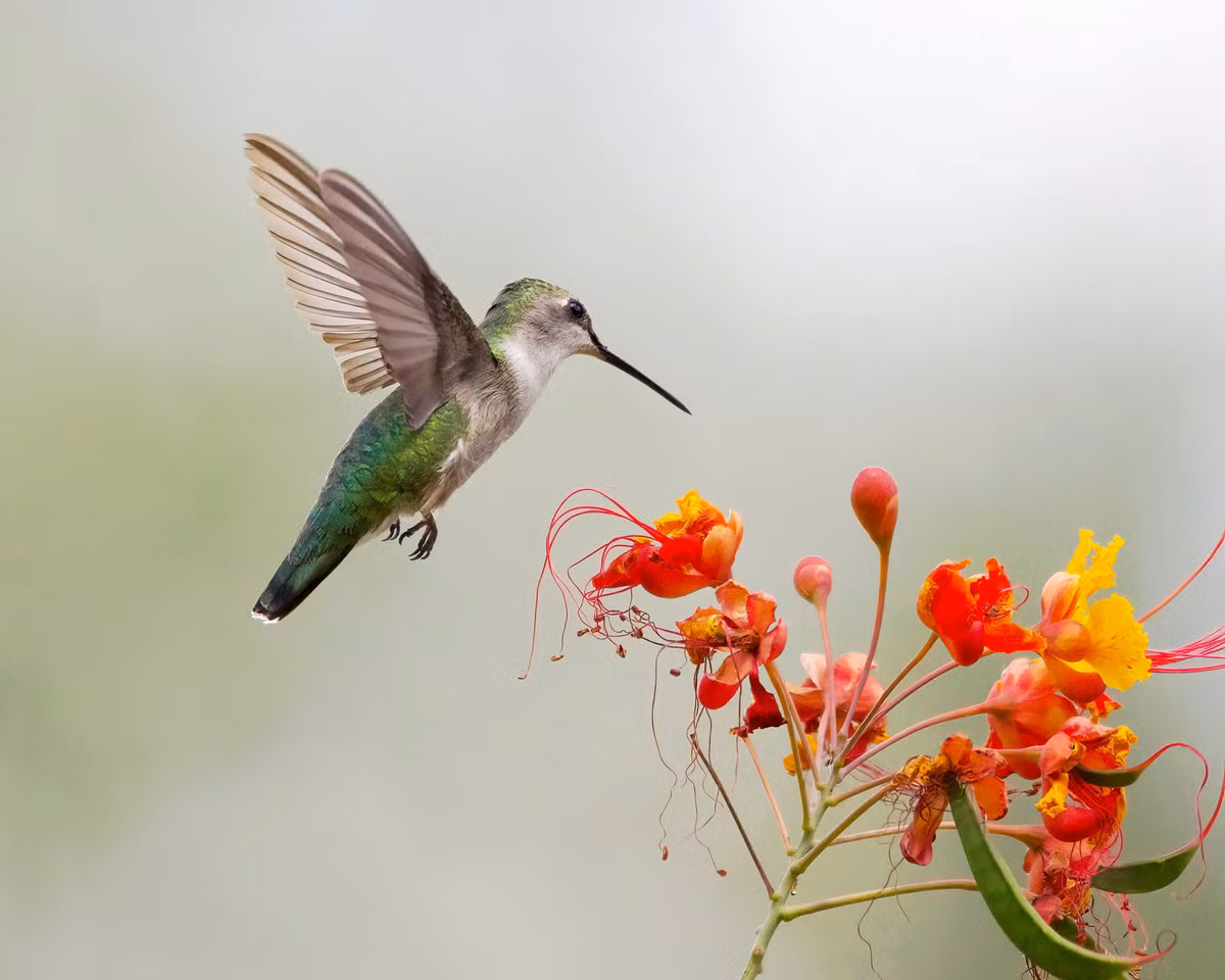 Sinh vao thang Am lich nay quyen ru, kheo leo, cuoc doi suon se, phu quy
