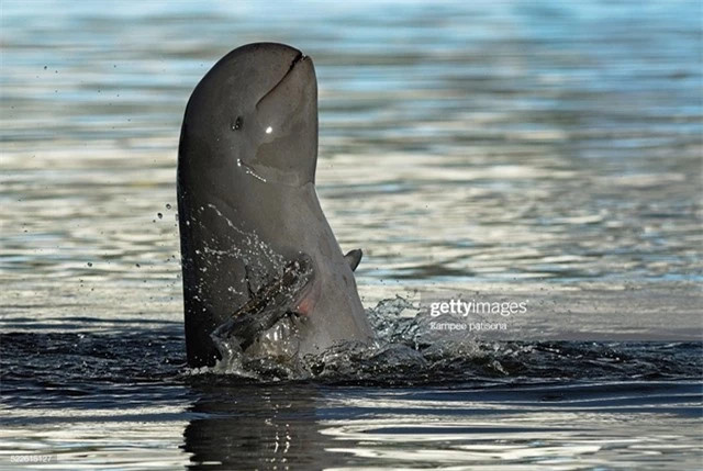 Loài cá từng bị nghi tuyệt chủng bỗng xuất hiện ở Việt Nam ảnh 2