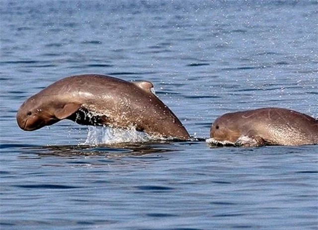 Loài cá từng bị nghi tuyệt chủng bỗng xuất hiện ở Việt Nam ảnh 7