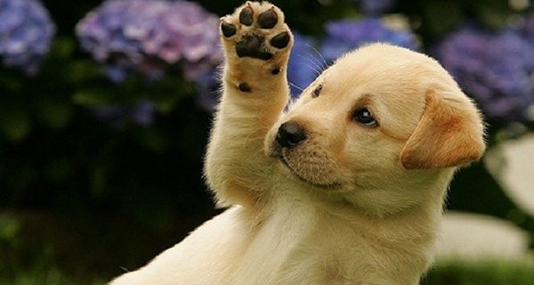 Tuổi Tuất. Người tuổi Tuất lạc quan, tích cực, rất hiểu chuyện, có năng lực, luôn dựa vào bản thân để vươn lên.