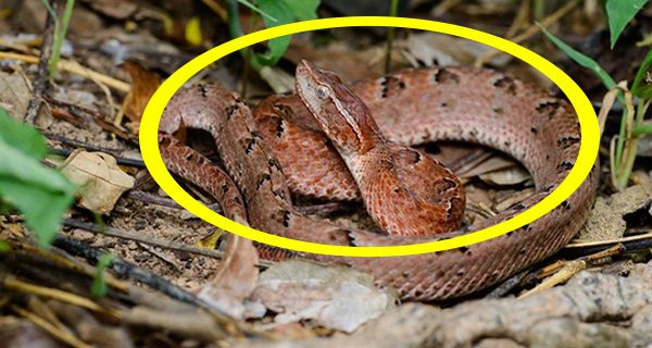 Cổ nhân dạy: Hãy xây nhà nơi rắn nằm sưởi ấm: 200 năm vẫn linh nghiệm! Co nhan day: Hay xay nha noi ran nam suoi am: 200 nam van linh nghiem!