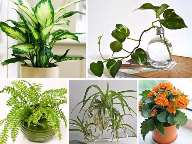 5 dai ky khi dat cay canh phong khach keo hao hut tai loc