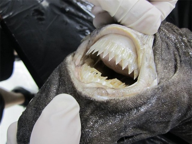 Nguoi dan ong bi 1 sinh vat bi an can vao bung: Loai dang so!-Hinh-3