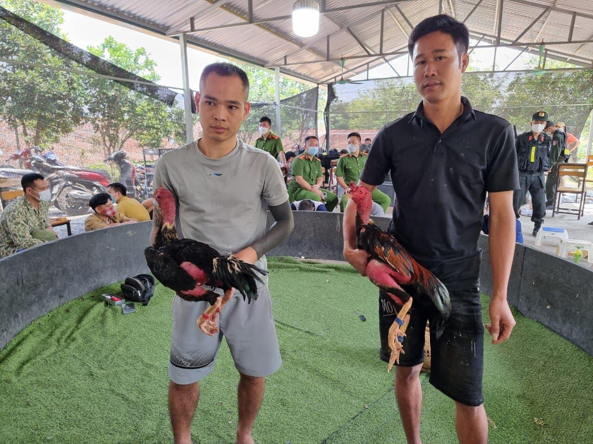 Bat soi ga cuc lon nup sau trong trang trai o Vinh Phuc