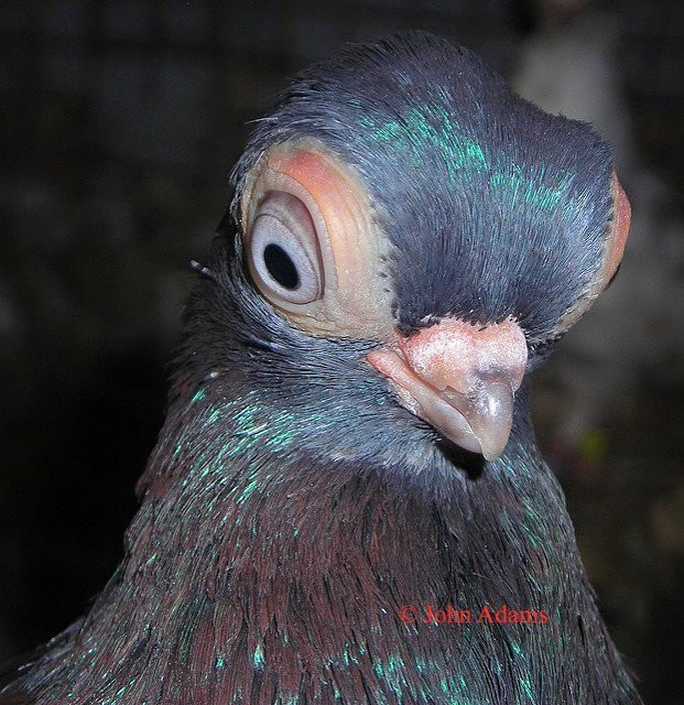 Loai bo cau quy hiem co ve ngoai giong nhu nguoi ngoai hanh tinh-Hinh-4