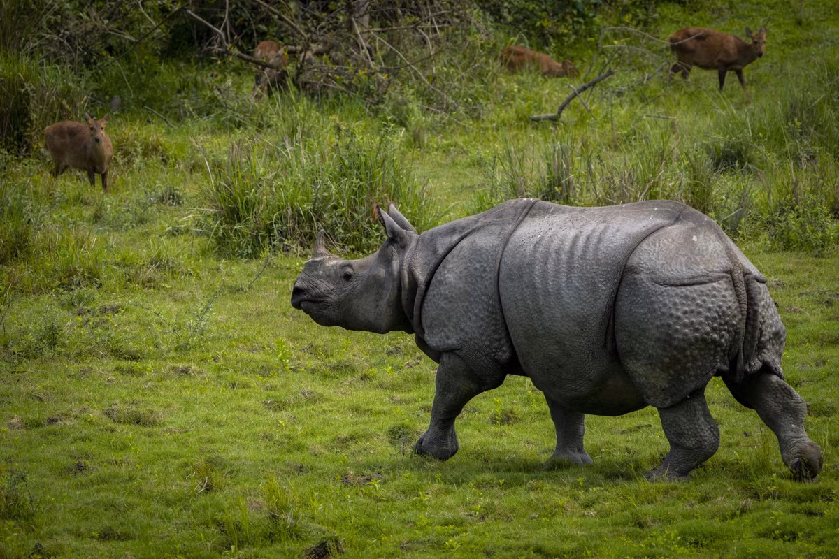 Loai te giac 1 sung quy hiem trong cong vien An Do duoc “hoi sinh