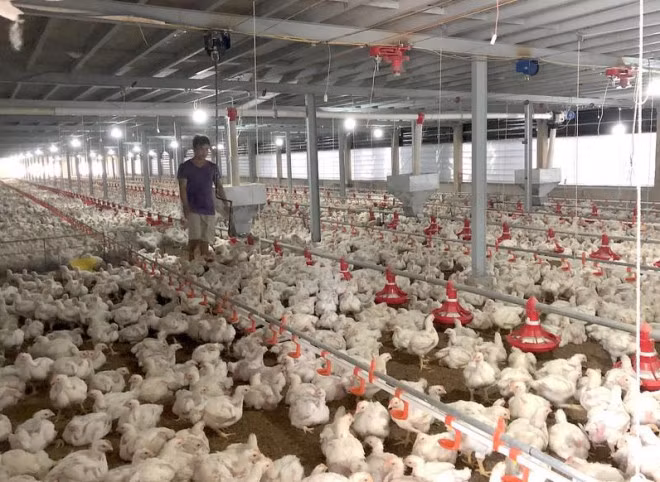 Gà ế, chủ trại phải bán giá rẻ như cho chỉ 11.000 đồng/kg Ga e, chu trai phai ban gia re nhu cho chi 11.000 dong/kg