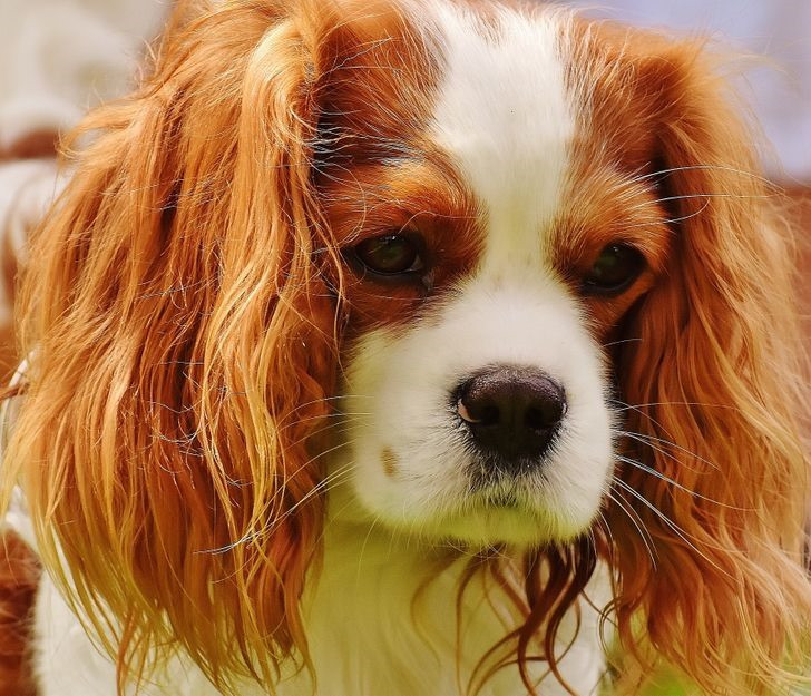  Giống chó Kỵ Sỹ (Cavalier King Charles Spaniel): Với đôi mắt nâu tròn cùng khuôn mặt khiến ai cũng “tan chảy”, chó Kỵ Sỹ được nhiều người yêu thích ngay từ cái nhìn đầu tiên. Đây là giống chó cảnh được nhận xét là cực kỳ quyến rũ bởi bộ lông dài có bốn phiên bản màu sắc cho bạn tha hồ lựa chọn.