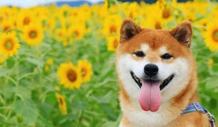  Giống chó Shiba Inu: Đặc điểm nhận biết của một con chó thuộc giống Shiba Inu là vẻ ngoài xinh yêu, lanh lợi và dễ thích nghi với môi trường sống. Đây là giống chó phổ biến nhất ở Nhật Bản, ngày càng được nhiều quốc gia trên thế giới yêu thích bởi sự dễ thương từ ngoại hình cho tới tính cách.