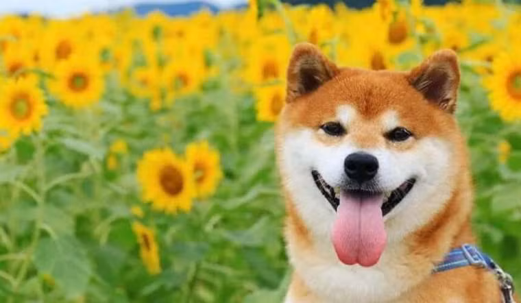  Giống chó Shiba Inu: Đặc điểm nhận biết của một con chó thuộc giống Shiba Inu là vẻ ngoài xinh yêu, lanh lợi và dễ thích nghi với môi trường sống. Đây là giống chó phổ biến nhất ở Nhật Bản, ngày càng được nhiều quốc gia trên thế giới yêu thích bởi sự dễ thương từ ngoại hình cho tới tính cách.