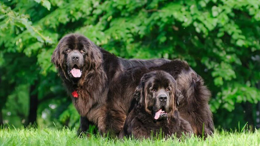  Giống chó Newfoundland: Chó Newfoundland là một lựa chọn tuyệt vời cho người không quá cởi mở với thế giới bên ngoài. Newfounland hay còn gọi là Newfie có tính cách thoải mái, dịu dàng và khá dễ thương nhưng lại có kích thước khổng lồ khi nặng tới 150 pounds (khoảng 70kg).