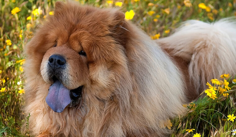  Giống chó Chow Chow: Giống chó Chow Chow thường được biết đến với chiếc lưỡi màu xanh đen nhạt, chiếc bờm xù đặc biệt trông như sư tử, bộ lông mượt mà cùng một cơ thể cơ thể nhỏ gọn. Đây là con vật nuôi được nhiều người yêu thích bởi vẻ ngoài đặc biệt.