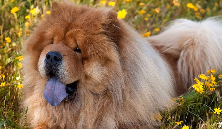  Giống chó Chow Chow: Giống chó Chow Chow thường được biết đến với chiếc lưỡi màu xanh đen nhạt, chiếc bờm xù đặc biệt trông như sư tử, bộ lông mượt mà cùng một cơ thể cơ thể nhỏ gọn. Đây là con vật nuôi được nhiều người yêu thích bởi vẻ ngoài đặc biệt.