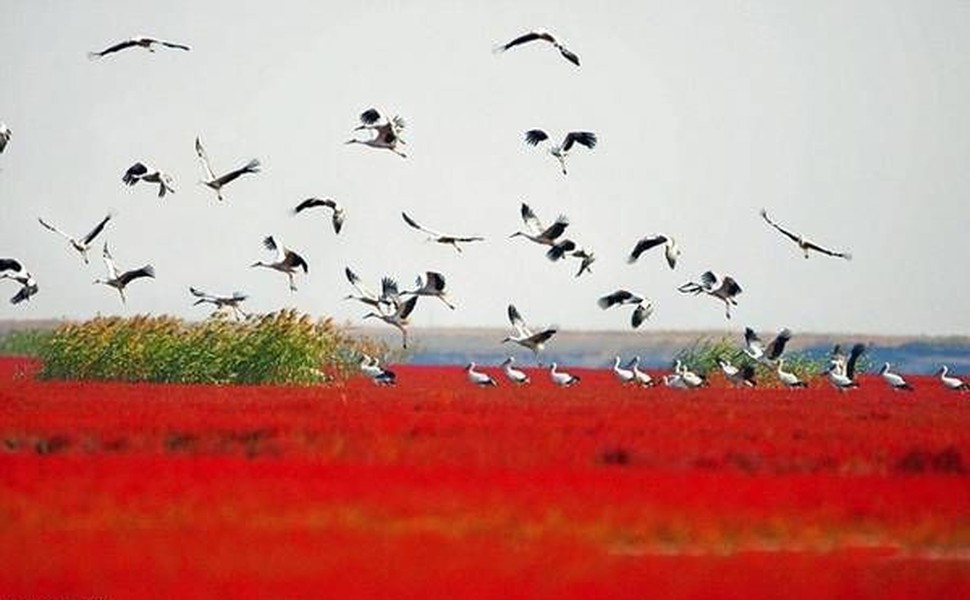 Đây là vùng đất ngập mặn lớn nhất và được bảo vệ tốt nhất trên thế giới với đầm lầy cỏ biển đỏ quý hiếm. Chính vì vậy, nơi đây còn tập trung một số lượng các loài chim hoang dã về trú ngụ. Đây là một môi trường sống quan trọng và là một trạm dừng chân lý tưởng cho các loài chim di cư trên tuyến đường từ khu vực phía đông châu Á đến Australia. Ước tính có 260 loài chim và 400 loại động vật hoang dã sinh sống.