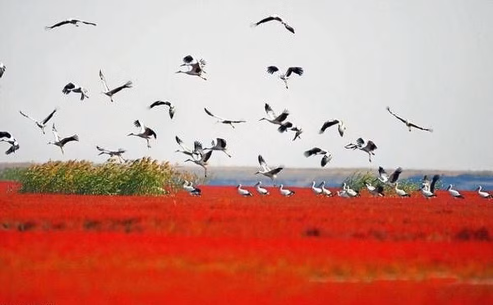 Đây là vùng đất ngập mặn lớn nhất và được bảo vệ tốt nhất trên thế giới với đầm lầy cỏ biển đỏ quý hiếm. Chính vì vậy, nơi đây còn tập trung một số lượng các loài chim hoang dã về trú ngụ. Đây là một môi trường sống quan trọng và là một trạm dừng chân lý tưởng cho các loài chim di cư trên tuyến đường từ khu vực phía đông châu Á đến Australia. Ước tính có 260 loài chim và 400 loại động vật hoang dã sinh sống.