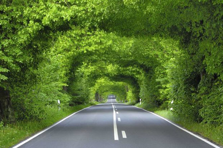 Garz, Đảo Ruegen: Đường hầm tự nhiên này nằm trên hòn đảo Ruegen, Đức. Nó trở nên ấn tượng nhất vào những tháng mùa hè và mùa xuân, khi tán lá dày và xanh.