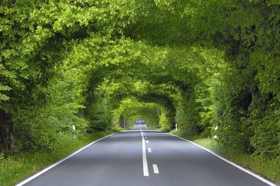 Garz, Đảo Ruegen: Đường hầm tự nhiên này nằm trên hòn đảo Ruegen, Đức. Nó trở nên ấn tượng nhất vào những tháng mùa hè và mùa xuân, khi tán lá dày và xanh.