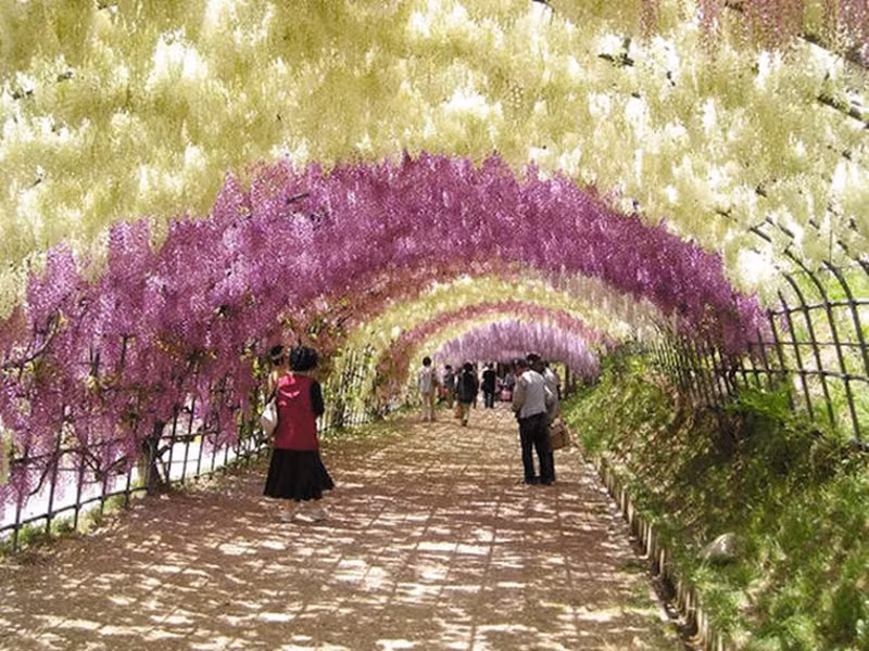 Đường hầm hoa tử đằng, Nhật Bản: Đây được coi là một trong những đường hầm tự nhiên đẹp nhất thế giới. Trong thời gian từ tháng 4 đến tháng 5 hằng năm, hoa tửng đằng nở rộ và tạo ra cấu trúc vòm nhiều màu sắc dành cho mọi người đi dạo.