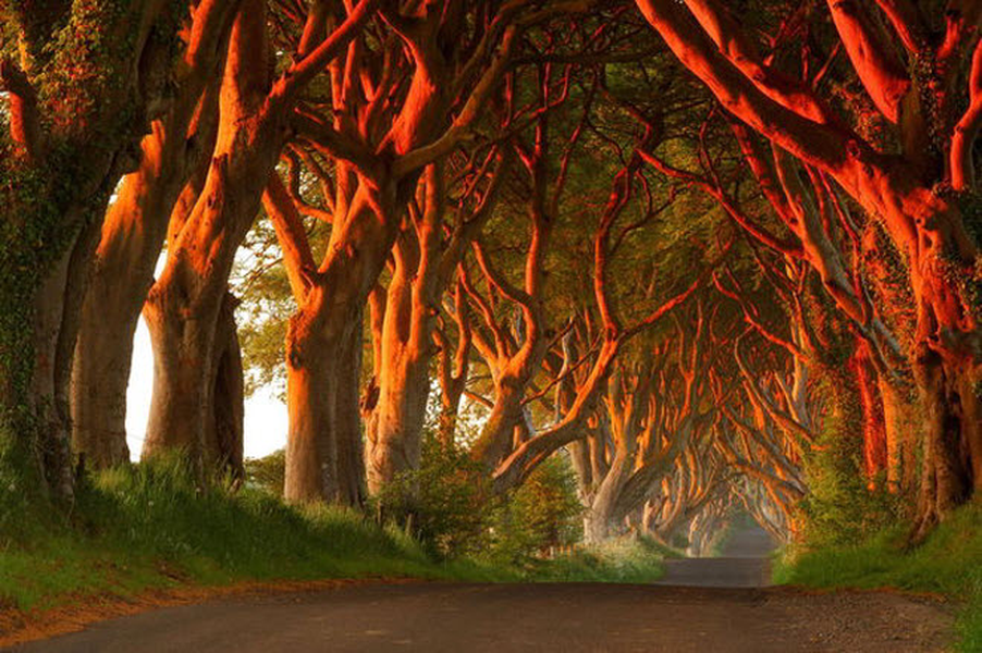 Dark Hedges, Bắc Ireland: Đường hầm cây sồi ở Antrim là một trong những địa điểm du lịch hấp dẫn nhất tại Bắc Ireland. Du khách có thể tới đây để ngắm cảnh cũng như chụp những bức ảnh đẹp khác lạ vào lúc hoàng hôn, khi ánh nắng xuyên qua hàng cây.