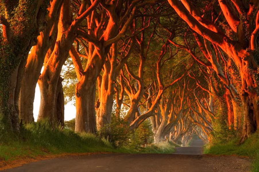 Dark Hedges, Bắc Ireland: Đường hầm cây sồi ở Antrim là một trong những địa điểm du lịch hấp dẫn nhất tại Bắc Ireland. Du khách có thể tới đây để ngắm cảnh cũng như chụp những bức ảnh đẹp khác lạ vào lúc hoàng hôn, khi ánh nắng xuyên qua hàng cây.