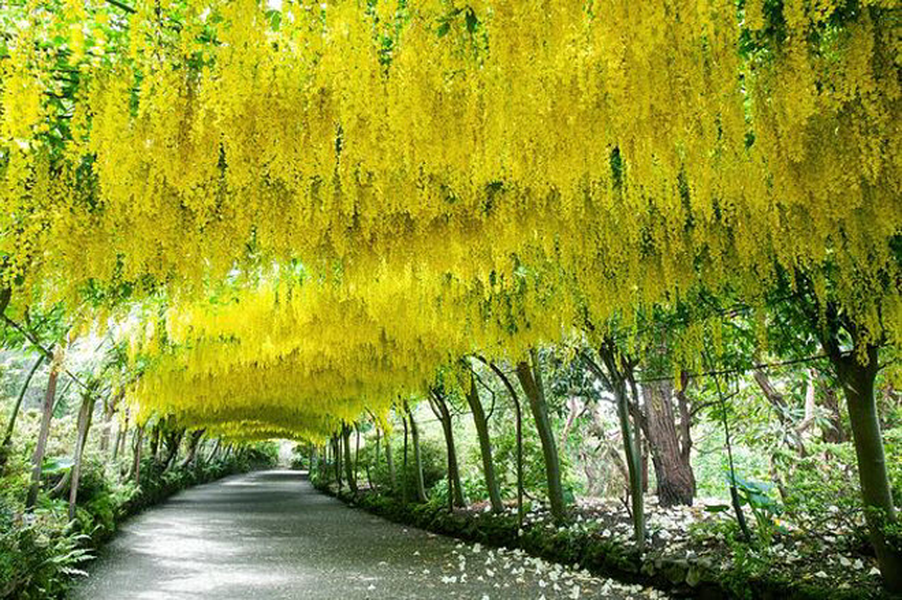 Đường hầm Kim tước, xứ Wales: Một trong những địa điểm du lịch nổi tiếng nhất tại Conwy, xứ Wales. Khi hoa kim tước nở rộ, chúng tạo thành đường hầm màu vàng ngỡ như trong truyện cổ tích.