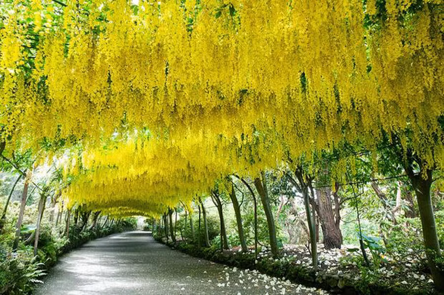 Đường hầm Kim tước, xứ Wales: Một trong những địa điểm du lịch nổi tiếng nhất tại Conwy, xứ Wales. Khi hoa kim tước nở rộ, chúng tạo thành đường hầm màu vàng ngỡ như trong truyện cổ tích.