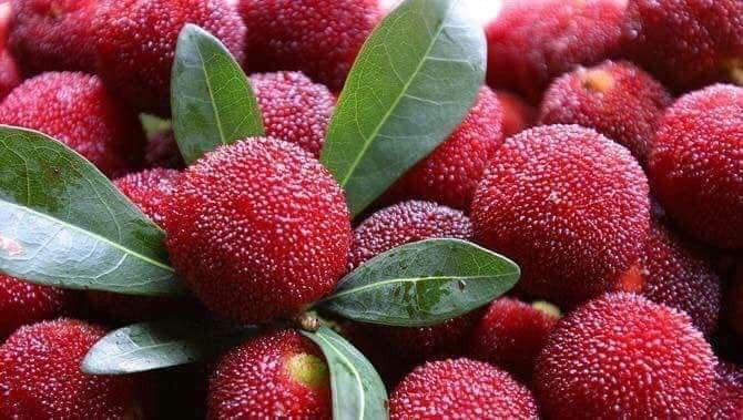 Thanh mai Trung Quoc o at ve cho, du dat dan Viet van mua