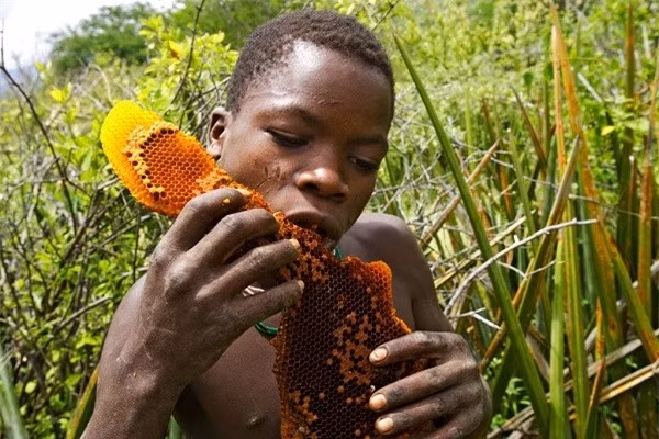 Người Hadza cũng không biết cách phơi khô, cất trữ thịt thú rừng, cuộc sống của họ chỉ biết đến hôm nay chứ không biết đến ngày mai. 